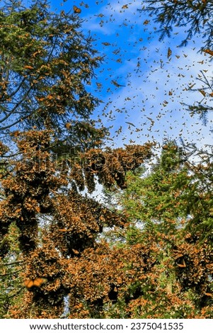 Clusters of Monarch butterflies on Oyamel Fir trees  in Mexico where hey stay over winter