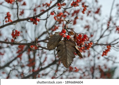 pic Tree With Red Berries In Winter No Leaves shutterstock