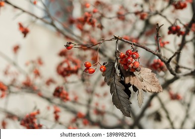 images Tree With Red Berries In Winter No Leaves shutterstock