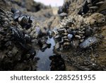 Clusters of mussels and barnacles above a tidepool