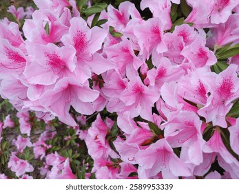 Racimos azaleas color rosa