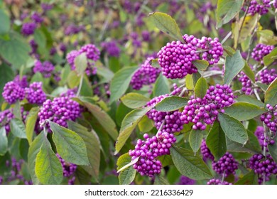 Clusters of purple berry fruit of the Callicarpa Profusion plant, photographed in autumn at Hyde Hall garden in Chelmsford, Essex, UK.