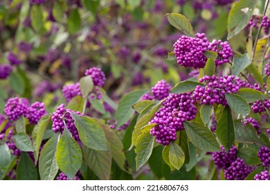 Clusters of purple berry fruit of the Callicarpa Profusion plant, photographed in autumn at Hyde Hall, Chelmsford, Essex, UK.