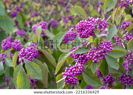 Clusters of purple berry fruit of the Callicarpa Profusion plant, photographed in autumn at Hyde Hall garden in Chelmsford, Essex, UK.