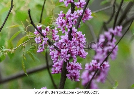 Clusters of purple redbud blooms on tree branches in spring. Floral vibrancy and botanical beauty concept for design and print