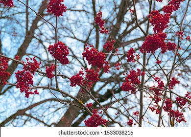 102,977 Rowan tree Images, Stock Photos & Vectors | Shutterstock