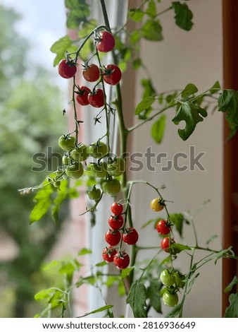 Clusters of red and green cherry tomatoes ripen on a potted plant near a bright window. The vertical close-up shot captures fresh indoor garden produce, green leaves, and soft daylight.