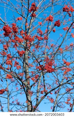 A lot of clusters of red rowan berries on branches against the blue sky, close up