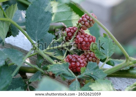 Clusters of ripe blackberries develop on lush green leaves in a garden.