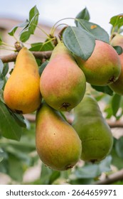 Clusters of ripe pears dangle from branches in an orchard under clear autumn skies. The fruit displays a mix of green and yellow colors, surrounded by lush foliage.