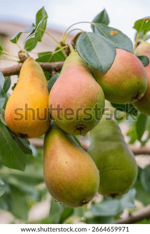 Clusters of ripe pears dangle from branches in an orchard under clear autumn skies. The fruit displays a mix of green and yellow colors, surrounded by lush foliage.