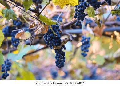 Clusters of ripe purple grapes on vines in sunlight with a blurry background of grapes and leaves
 - Shutterstock ID 2258577407