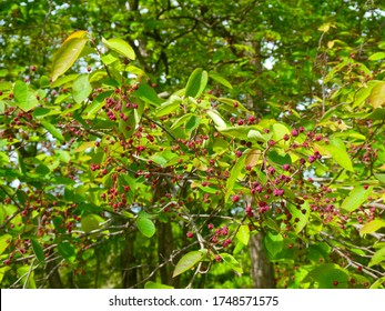 Clusters Of Ripe Red Berries From A Serviceberry Tree In The Spring.