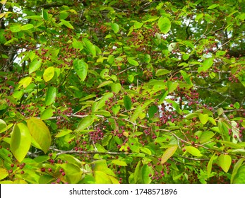 Clusters Of Ripe Red Berries From A Serviceberry Tree In The Spring.