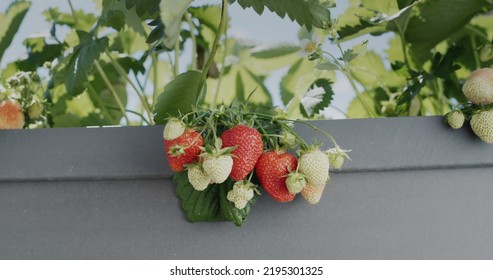 Clusters Of Ripe Red Strawberries That Grow In The High Dutch Garden.