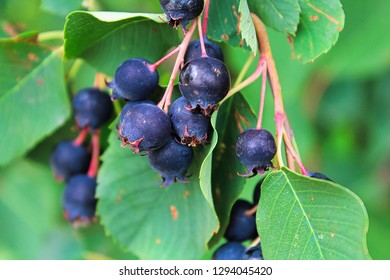 Clusters Of Ripe Saskatoon Berries Hanging In Summer