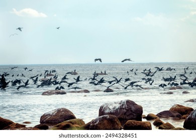 Clusters of seabirds on island (luda (rocky littoral shoal or islet) of Gulf of Finland, Baltic sea. Rich fish stocks, breeding colonies of aquatic birds. Great cormorants fly for fish, foraging road - Powered by Shutterstock