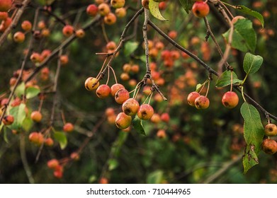 clusters of small apples