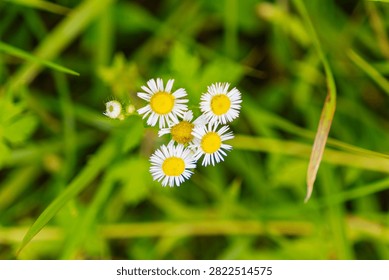 Clusters of small white daisy fleabane flowers with yellow centers bloom among green grass in a meadow.