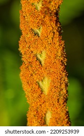 Clusters of sporangia on a fertile frond of cinnamon fern, Osmunda cinnamomea, in spring at the Belding Wildlife Management Area in Vernon, Connecticut.