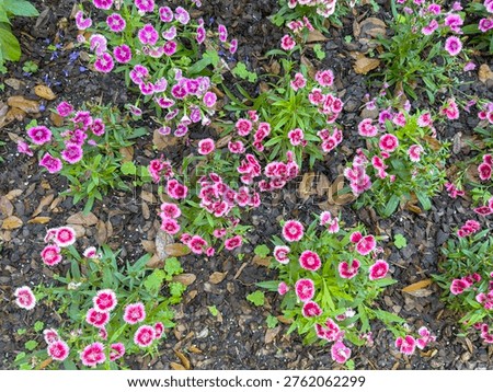 Clusters of sweet William (binomial name: Dianthus barbatus) used as an ornamental border in a shade garden on a spring day in central Florida. Horticultural background or element.