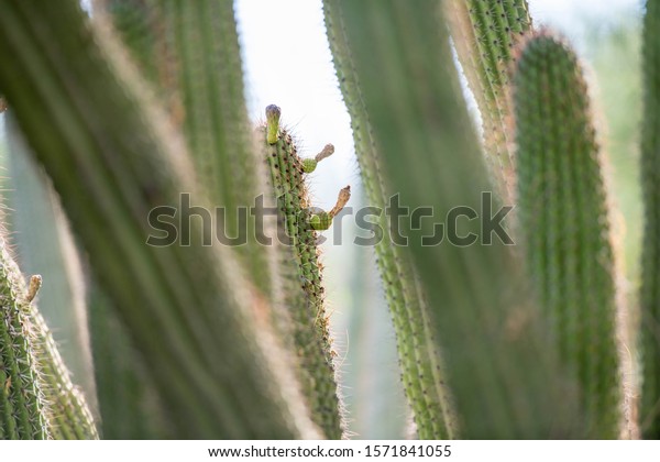 Clusters of Thriving\
Peruvian Cactus Plants
