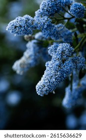 clusters of tiny violet blue flowers on green stems of bush outdoors 