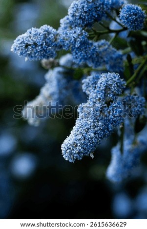 clusters of tiny violet blue flowers on green stems of bush outdoors 