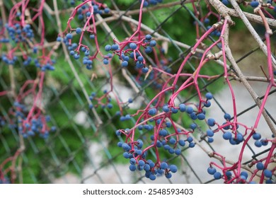 Clusters of vibrant blue berries hanging from red stems on a vine intertwined with a metal fence. A natural, textured background highlights the beauty of wild vegetation. - Powered by Shutterstock