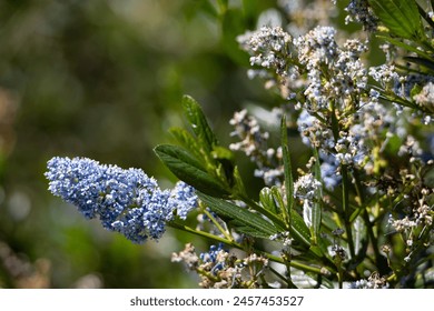 Clusters of vibrant blue flowers highlighted by sunlight, set against a backdrop of soft-focus green foliage - Powered by Shutterstock