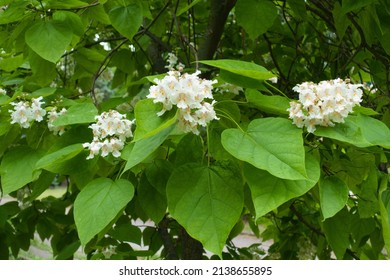 Clusters of white flowers in the leafage of catalpa tree in June