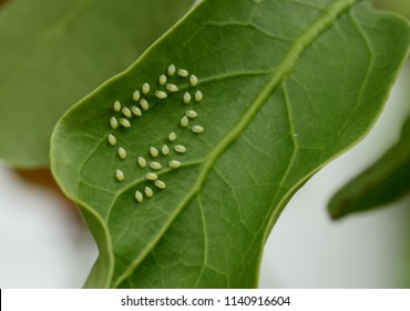 Clutch Of Aphid Eggs On Green Leaf Texture Closeup