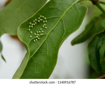 Clutch Of Aphid Eggs On Green Leaf Texture Closeup