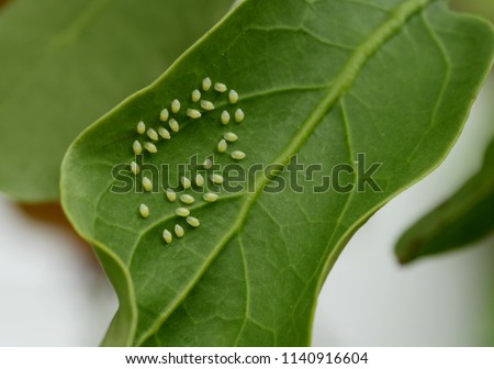 Clutch of aphid eggs on green leaf texture closeup