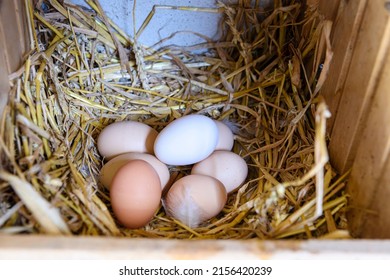 A Clutch Of Chicken Eggs On Straw Bedding In A Nesting Box.