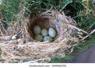 A Clutch Of Eggs In A House Finch Bird Nest In Southwestern Ontario, Canada.