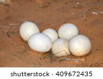 Clutch of the eggs   -  the largest eggs of any living bird -  abandoned by the ostrich in the Kalahari Desert, Namibia.