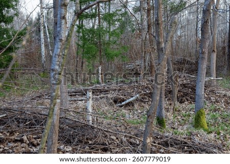 A cluttered area of a spring forest with fallen branches, tree trunks, and fallen leaves. Young green grass sprouts through the mess.