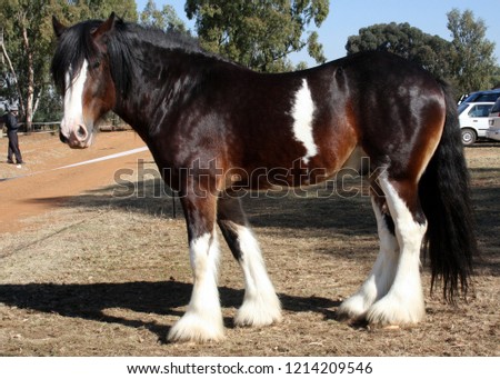 Clydesdale, big brown and white horse