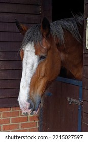 Clydesdale. Heavy horse looking over stable door - Shutterstock ID 2215027597
