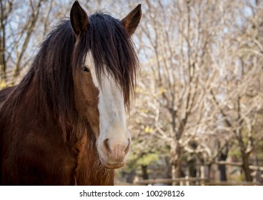 Clydesdale Horse