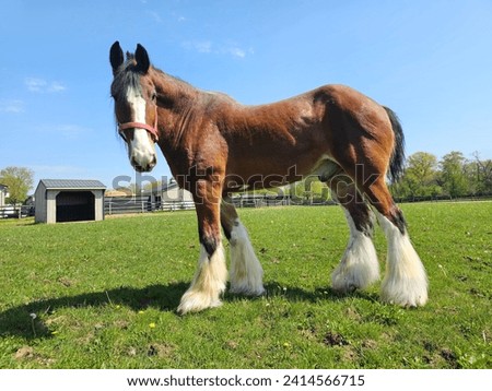 Clydesdale horse during the day enjoying the scenery on a beautiful true lawn on the farm