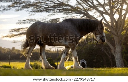 Clydesdale horse eating grass against golden Light sunset in the grazing stables field
