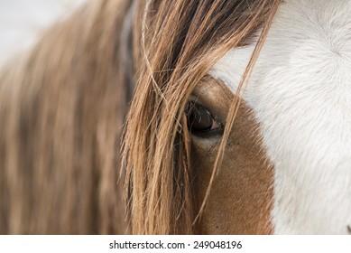 Clydesdale Horse Eye Close Up