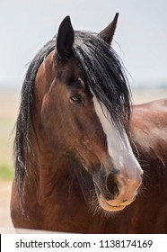 Clydesdale Horse Face