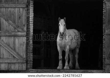 Clydesdale horse looking out of stable door black and white