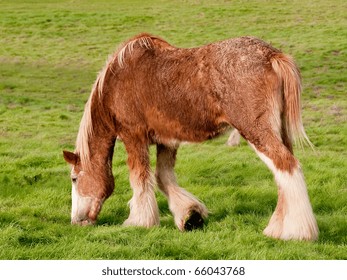 Clydesdale Horse In Pasture