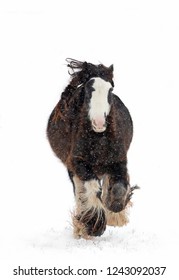 Clydesdale Horse Running In The Falling Snow In Winter In Canada