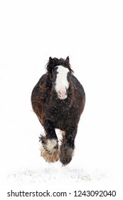 Clydesdale Horse Running In The Falling Snow In Winter In Canada