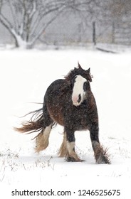 Clydesdale Horse Running In The Falling Snow In Winter In Canada